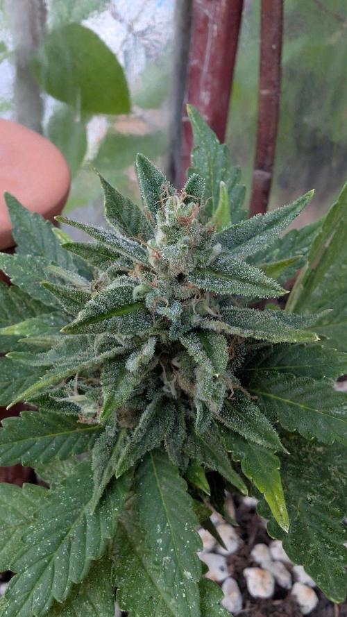 2x CBD + 1x Northern Lights Balcony Grow. Week 10 - CBD Crack Dwarf