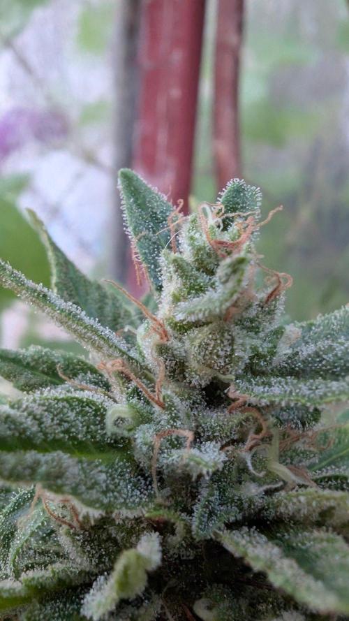 2x CBD + 1x Northern Lights Balcony Grow. Week 10 - CBD Crack Dwarf