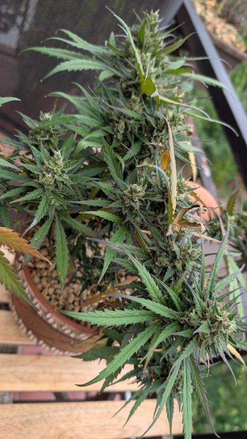 2x CBD + 1x Northern Lights Balcony Grow. Week 11 - Northern Lights 