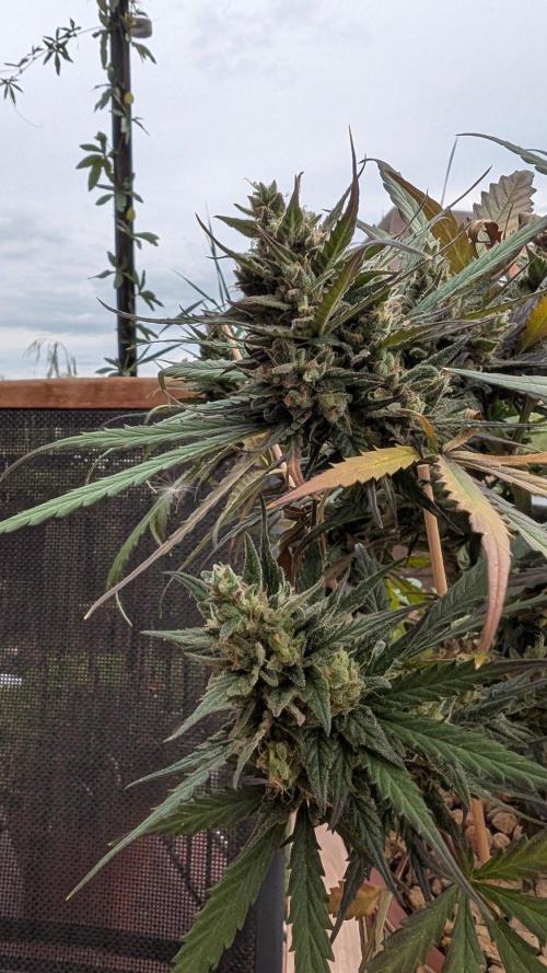 2x CBD + 1x Northern Lights Balcony Grow. Week 11 - Northern Lights 