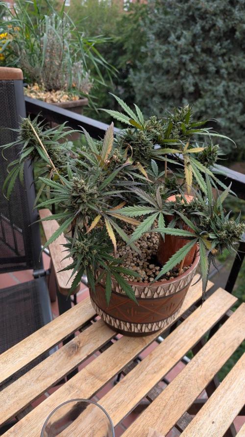 2x CBD + 1x Northern Lights Balcony Grow. Week 11 - Northern Lights 