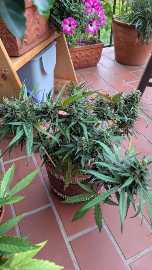 2x CBD + 1x Northern Lights Balcony Grow. Week 11 - Northern Lights 