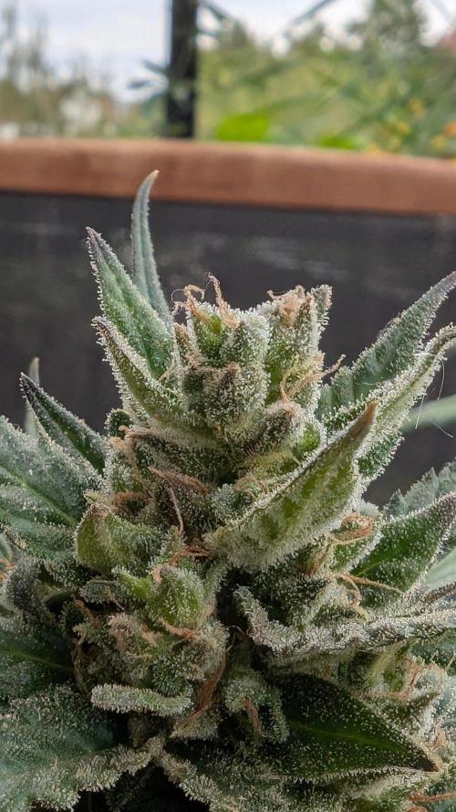 2x CBD + 1x Northern Lights Balcony Grow. Week 11 - Northern Lights 