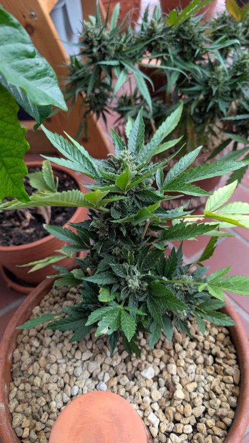 2x CBD + 1x Northern Lights Balcony Grow. Week 11 - CBD Crack Medium