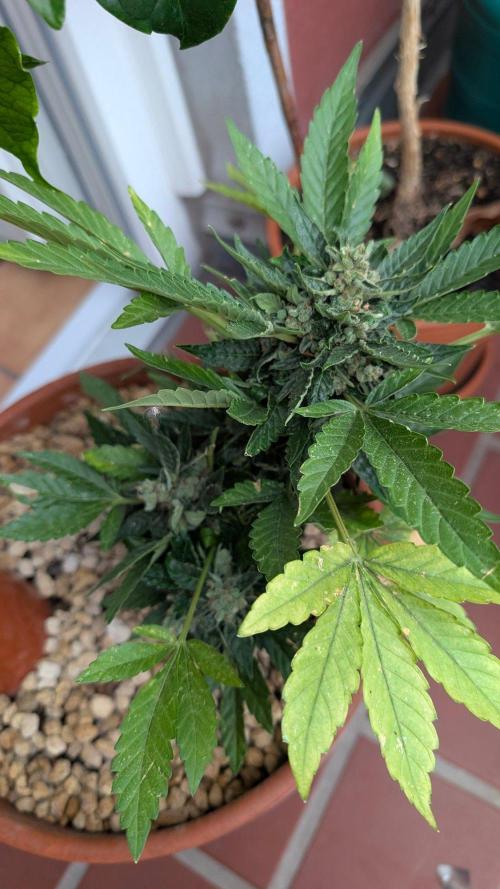 2x CBD + 1x Northern Lights Balcony Grow. Week 11 - CBD Crack Medium