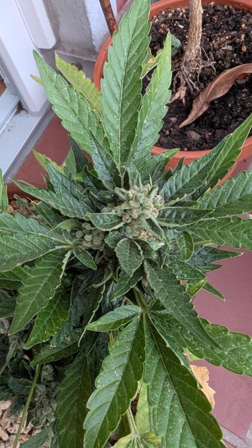 2x CBD + 1x Northern Lights Balcony Grow. Week 11 - CBD Crack Medium