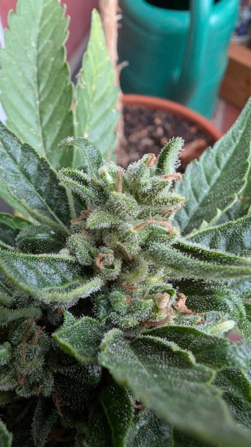 2x CBD + 1x Northern Lights Balcony Grow. Week 11 - CBD Crack Medium