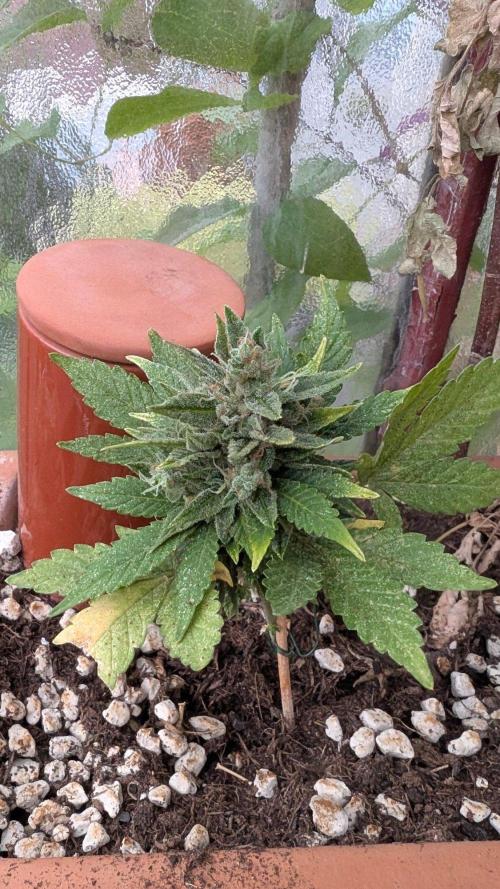 2x CBD + 1x Northern Lights Balcony Grow. Week 11 - CBD Crack Dwarf