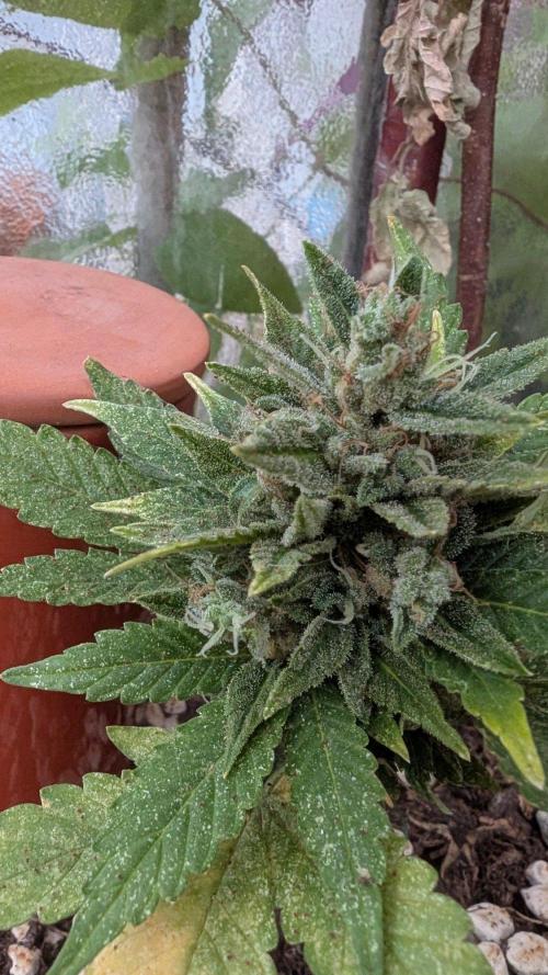 2x CBD + 1x Northern Lights Balcony Grow. Week 11 - CBD Crack Dwarf