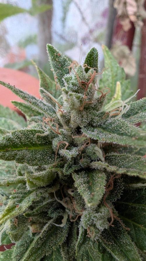 2x CBD + 1x Northern Lights Balcony Grow. Week 11 - CBD Crack Dwarf