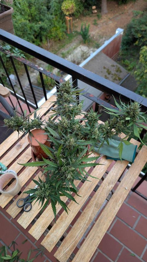 2x CBD + 1x Northern Lights Balcony Grow. Week 12 - Northern Lights 