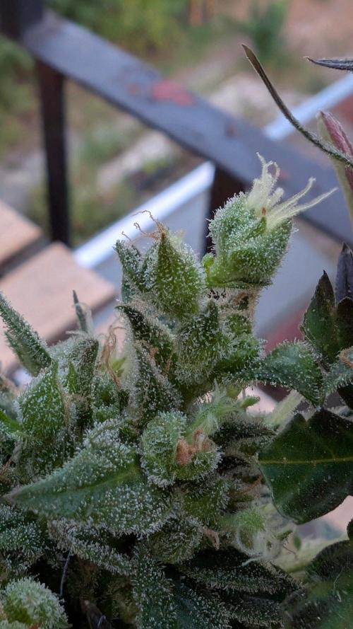 2x CBD + 1x Northern Lights Balcony Grow. Week 12 - Northern Lights