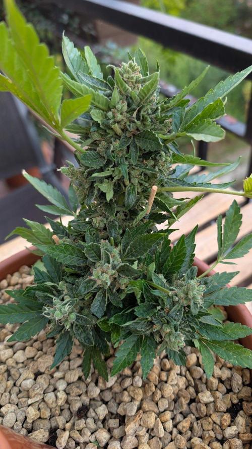 2x CBD + 1x Northern Lights Balcony Grow. Week 12 - Crack CBD Medium (from now on only one CBD left)