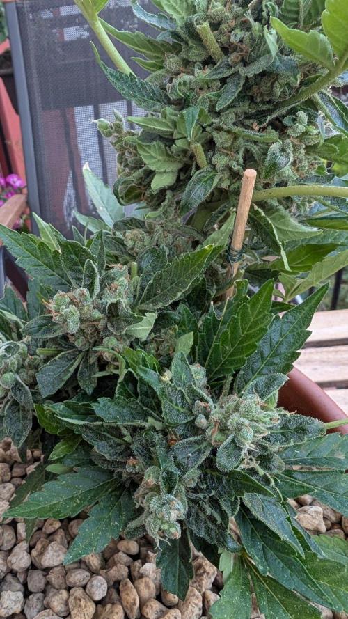 2x CBD + 1x Northern Lights Balcony Grow. Week 12 - Crack CBD Medium 