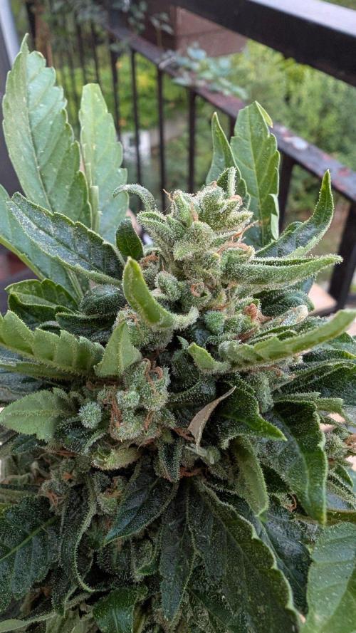 2x CBD + 1x Northern Lights Balcony Grow. Week 12 - Crack CBD Medium 