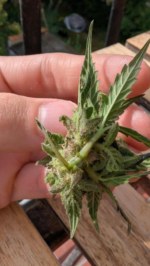 2x CBD + 1x Northern Lights Balcony Grow. Week 12 - Aphids on my bud
