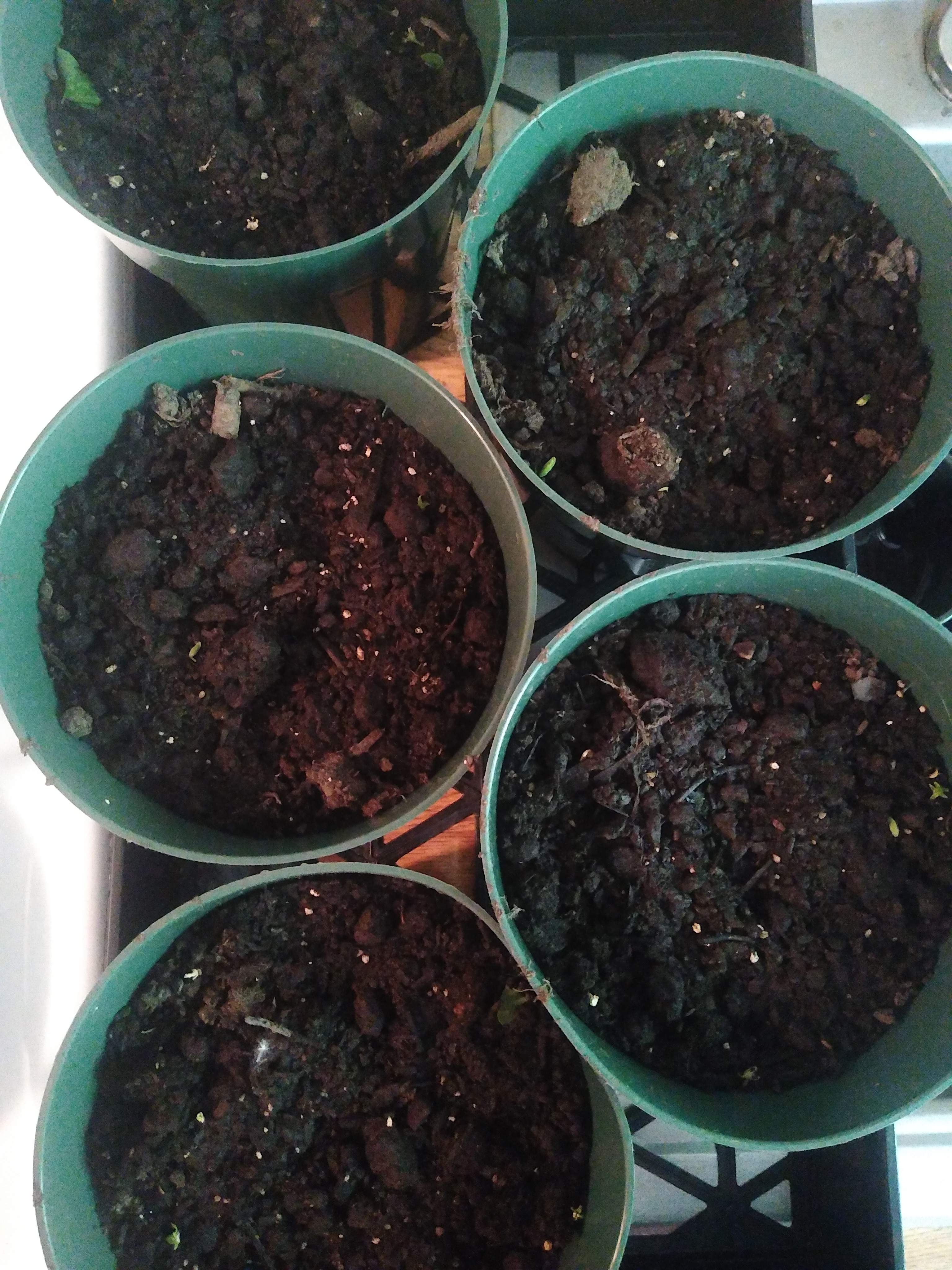 Crop King Seeds Train Wreck, ETHOS Banana Hammock R1 grow diary (journal) week1 by