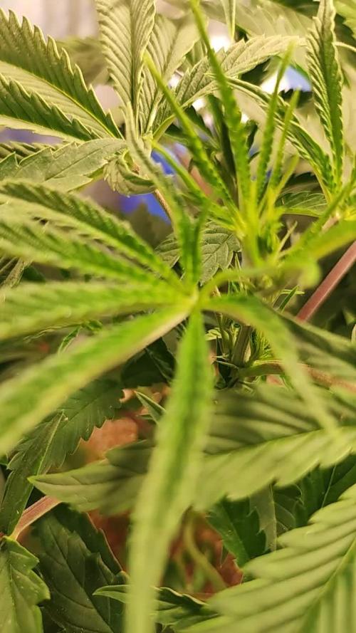 Xingu, Volta ao Mundo e Mor. do Nordeste.. Cepas Brasileiras (MSB)