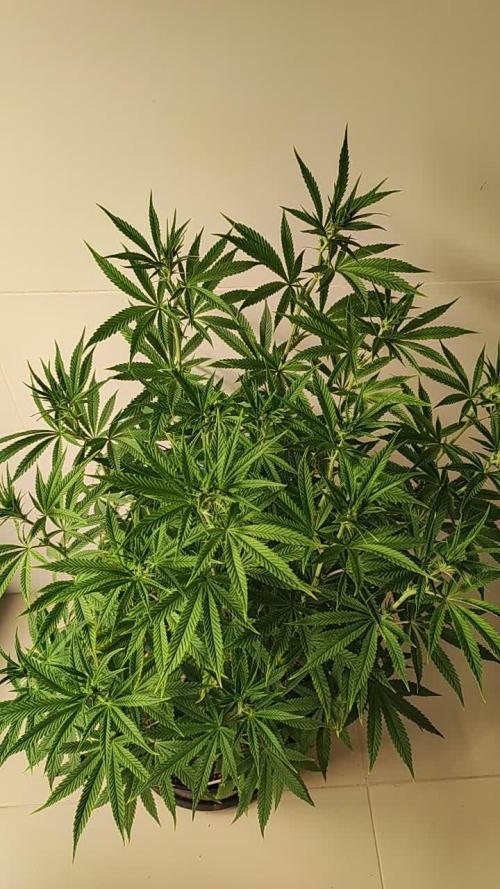 Xingu, Volta ao Mundo e Mor. do Nordeste.. Cepas Brasileiras (MSB)