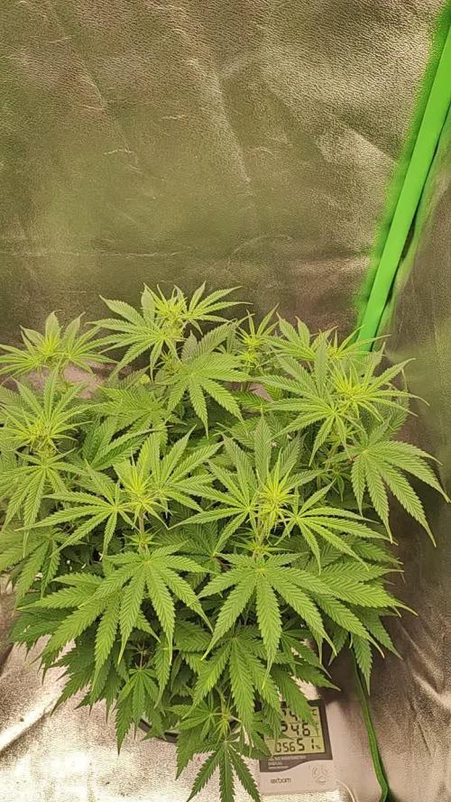 Xingu, Volta ao Mundo e Mor. do Nordeste.. Cepas Brasileiras (MSB)