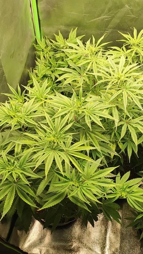 Xingu, Volta ao Mundo e Mor. do Nordeste.. Cepas Brasileiras (MSB)