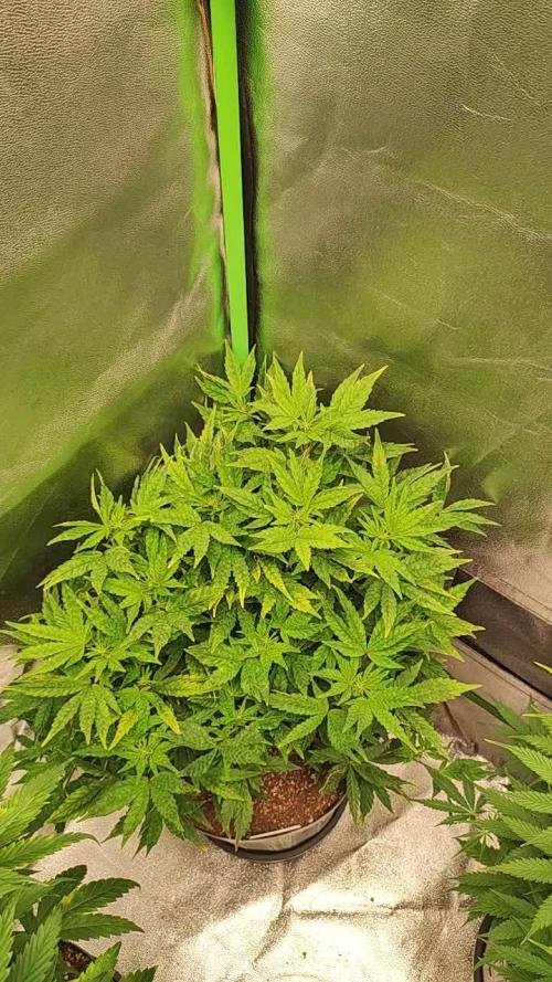 Gorilla Banana