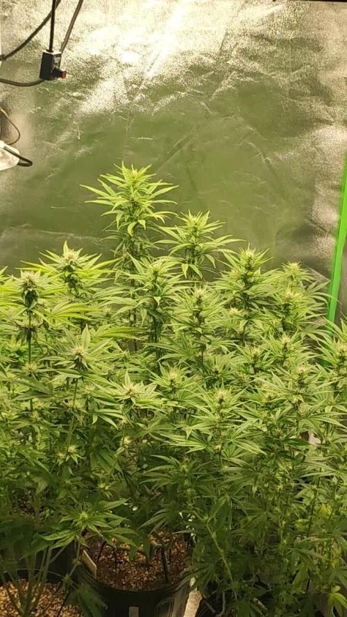 Gorilla Banana