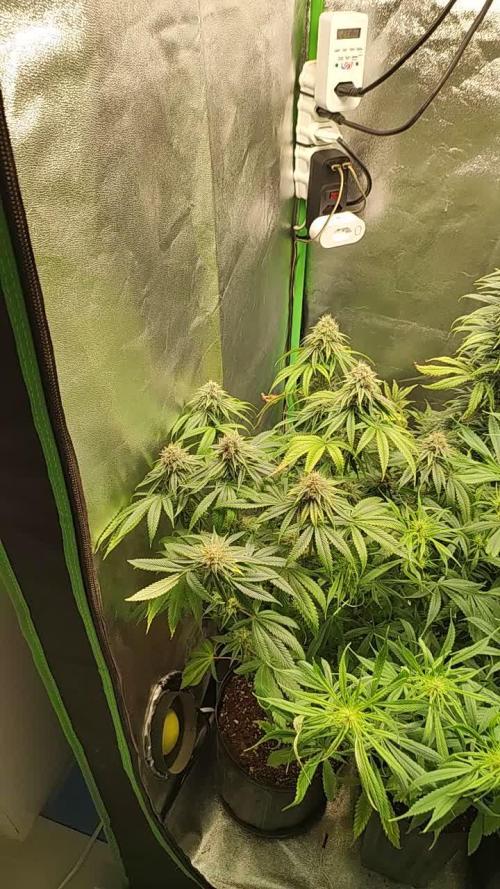 Gorilla Banana