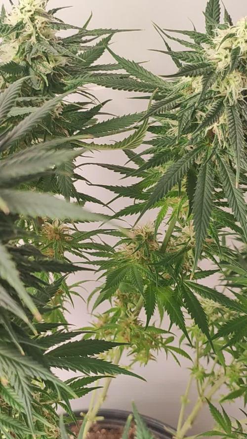 Xingu, Volta ao Mundo e Mor. do Nordeste.. Cepas Brasileiras (MSB)