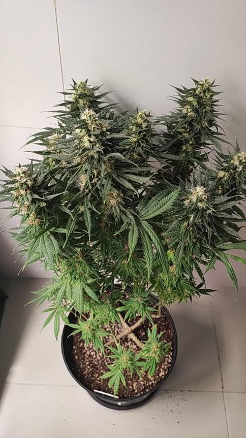 Xingu, Volta ao Mundo e Mor. do Nordeste.. Cepas Brasileiras (MSB)