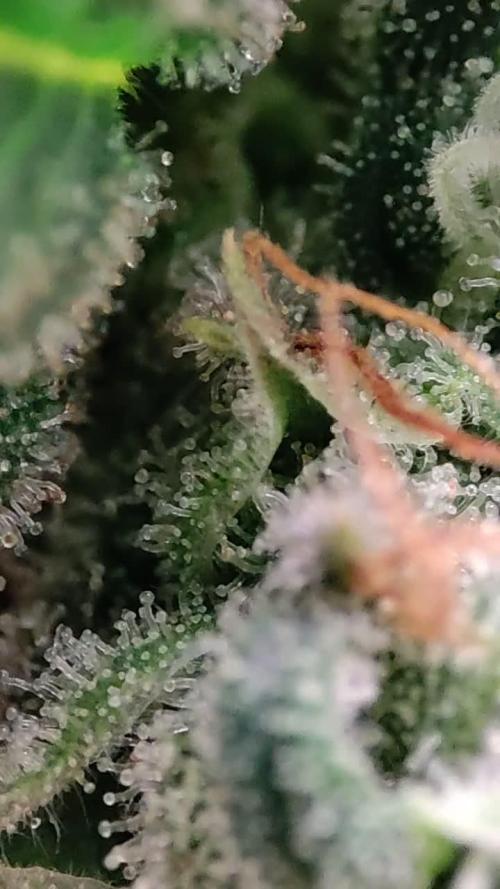 Xingu, Volta ao Mundo e Mor. do Nordeste.. Cepas Brasileiras (MSB)