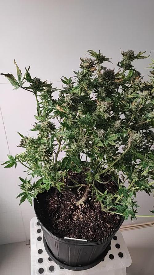 Gorilla Banana