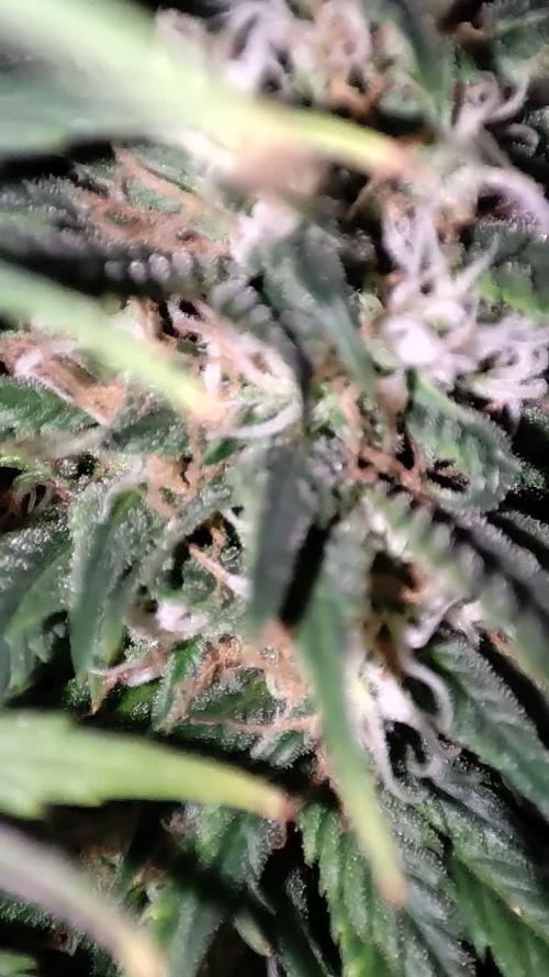 Xingu, Volta ao Mundo e Mor. do Nordeste.. Cepas Brasileiras (MSB)