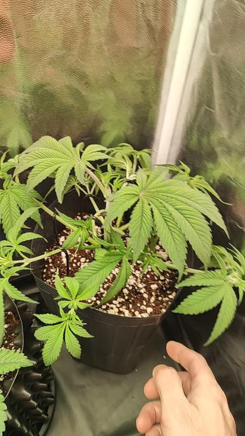 Pineapple Express