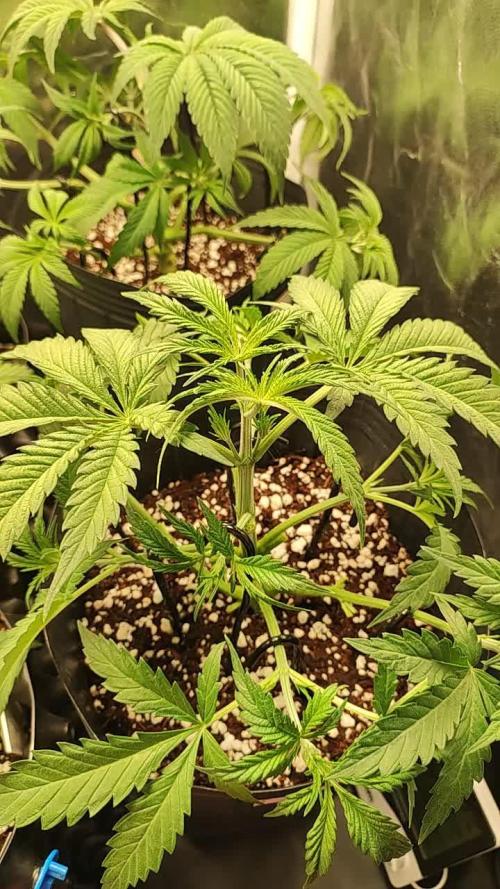 Legendary OG Punch
