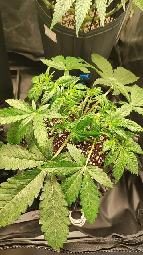 Pineapple Express