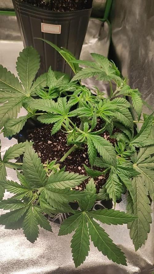 Tangie