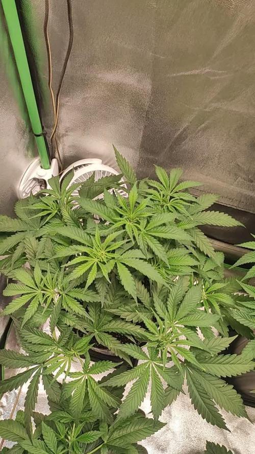 Legendary OG Punch