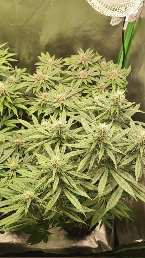 Pineapple Express