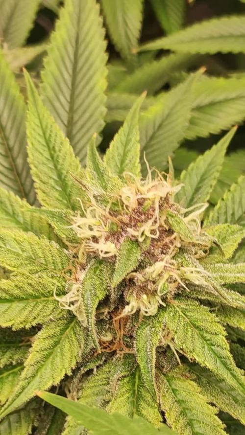 Pineapple Express