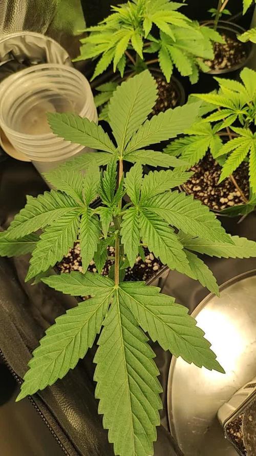 Gelato 41 #2