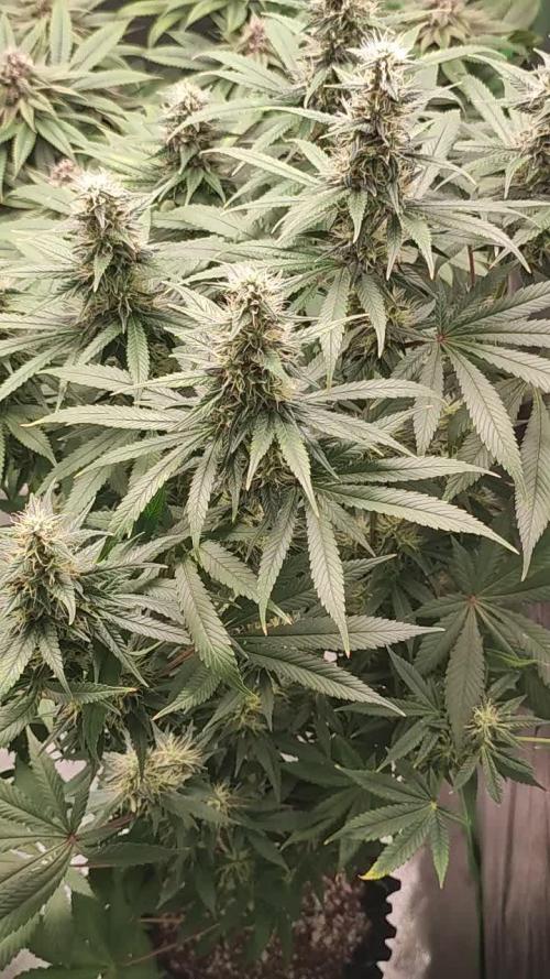 Tangie