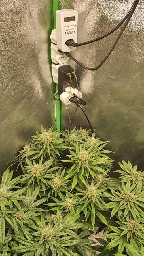 Legendary OG Punch