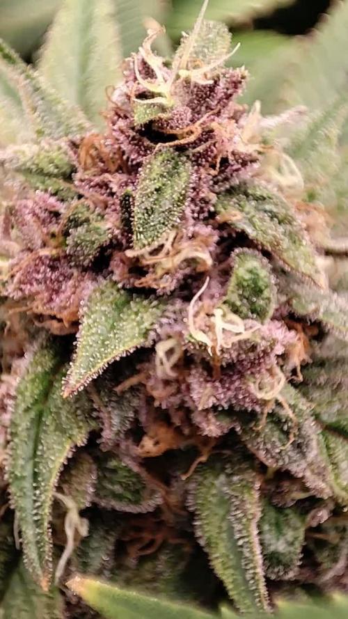 Pineapple Express