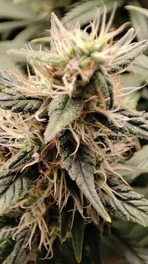 Tangie