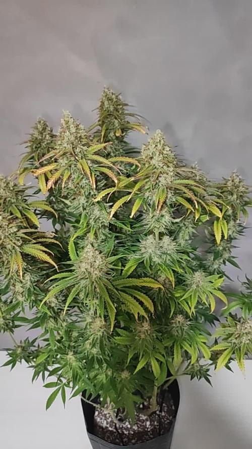 Legendary OG Punch