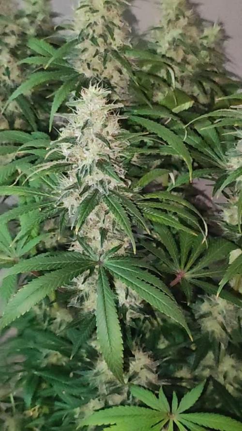 Tangie