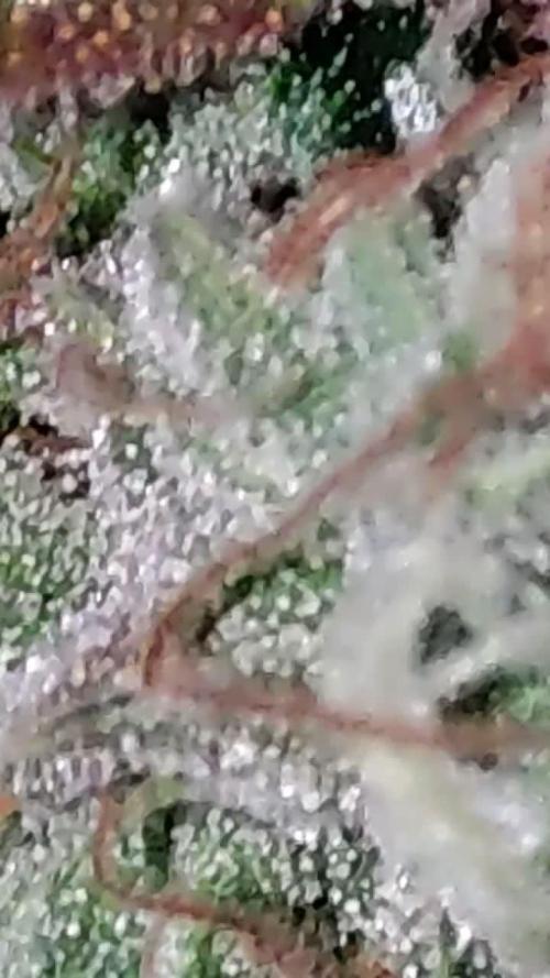 Legendary OG Punch