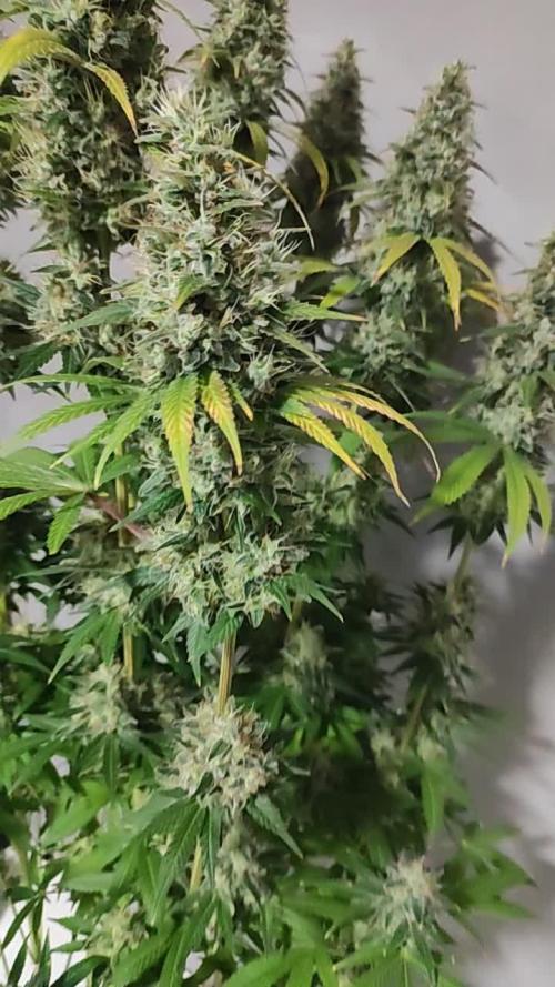 Tangie