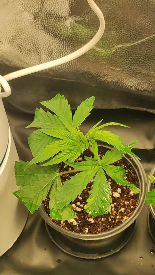 Gelato 41 #3